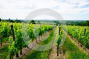 Saint emilion french vineyards landscape on the vines near Bordeaux in France Europe