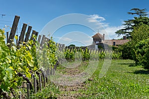 Saint-Emilion, in Gironde, France. The vineyards