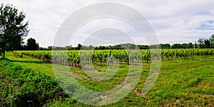 Saint Emilion harvest vineyard in Bordeaux wine region in france