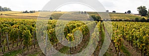 Saint emilion landscape in bordeaux wineyard in france