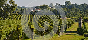 Saint-Emilion-Vineyard landscape