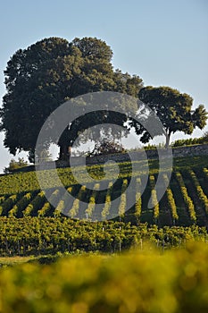 Saint-Emilion-Vineyard landscape