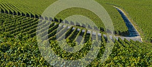 Saint-Emilion-Vineyard landscape-France