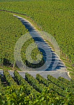 Saint-Emilion-Vineyard landscape-France