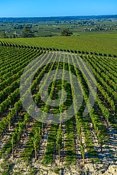 Saint-Emilion-Vineyard landscape-France