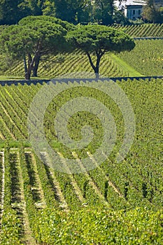 Saint-Emilion-Vineyard landscape-France