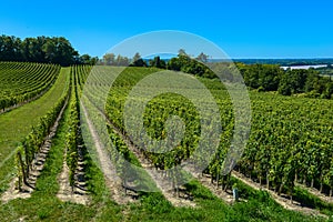 Saint-Emilion-Vineyard landscape-France