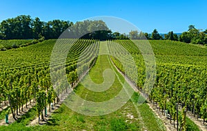 Saint-Emilion-Vineyard landscape-France