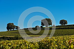 Saint-Emilion-Vineyard landscape-France