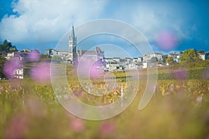 Saint-Emilion, Vineyard landscape, Vineyard south west of France