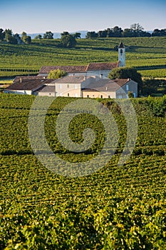 Saint-Emilion-Vineyard landscape-Vineyard south west of France,