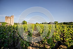 Saint Emilion vineyards in France