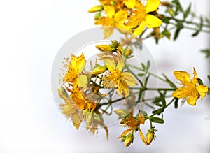 Saint John`s wort bio organic isolated on the white background.