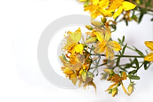 Saint John`s wort bio organic isolated on the white background.