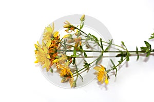 Saint John`s wort bio organic isolated on the white background.