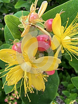 Saint Johns Wort Berries and Flowers