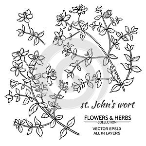 Saint Johns wort vector set