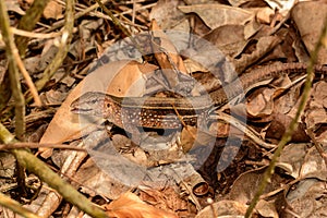 Saint Lucia Whiptail Lizard