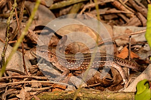 Saint Lucia Whiptail Lizard