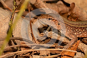Saint Lucia Whiptail Lizard