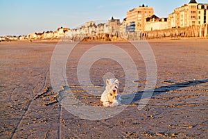 Saint Malo Brittany France. A west highland white terrier dog at Sillon beach photo