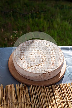 Saint-Nectaire cheese on a table, France, Auvergne, Sancy