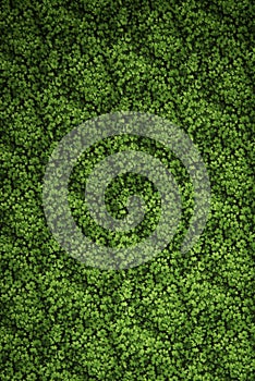 Saint Patrick day clover background