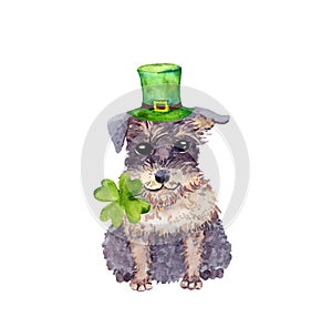 Saint Patrick`s Day card with dog in green hat, 4 leaves clover. Watercolor