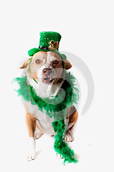 Saint Patrick's Day dog