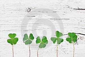 Saint Patricks Day background with green shamrock on white rustic texture top view.