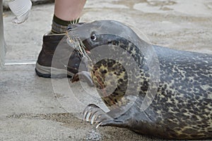 SAINT PAUL, MN - JUNE 2017: A seal working with a trainer at Como Zoo in St. Paul, MN.