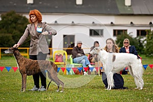 Sighthound dogs outdoor on dog show at summer