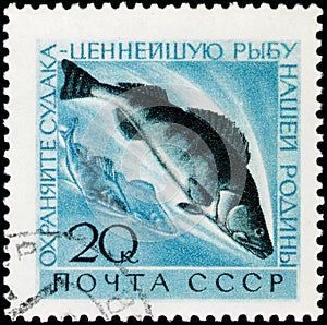 Saint Petersburg, Russia - March 15, 2020: Postage stamp issued in the Soviet Union with the image of the Pike-perch, Lucioperca