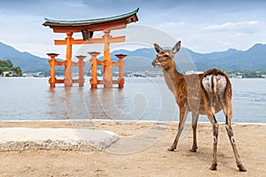 Saint sika shika deer with big Floating Torii gate at Miyajima, Japan