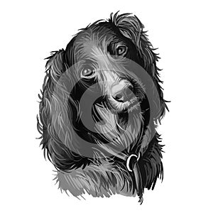 Saint-Usuge Spaniel dog portrait isolated on white. Digital art illustration of hand drawn dog for web, t-shirt print and puppy