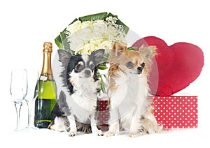 Saint Valentine`s Day and chihuahua