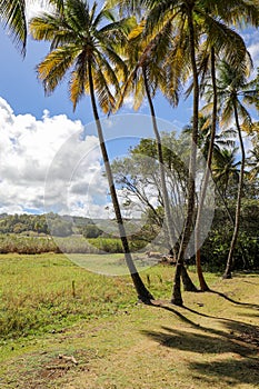 Sainte-Marie, Martinique