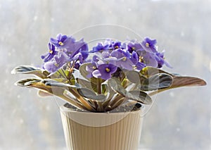 Saintpaulia - african violet