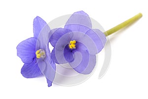 Saintpaulia African violets