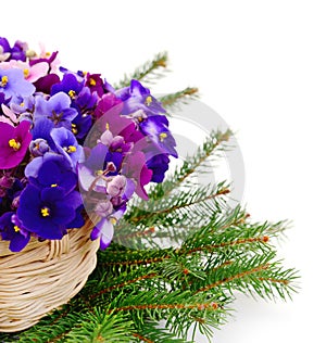 Saintpaulia African violets in basket