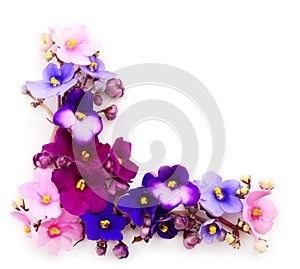 Saintpaulia African violets.