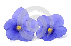 Saintpaulia (African violets
