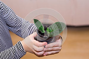 Saintpaulia babies, violets - small sprouts and leaves of a houseplant