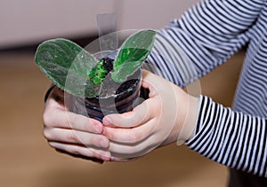 Saintpaulia babies, violets - small sprouts and leaves of a houseplant