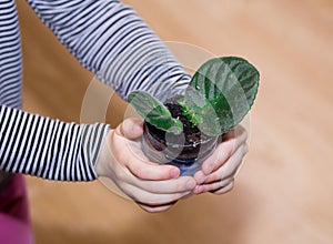 Saintpaulia babies, violets - small sprouts and leaves of a houseplant