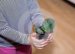 Saintpaulia babies, violets - small sprouts and leaves of a houseplant