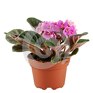 Saintpaulia flower in flowerpot