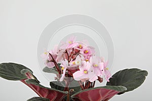 Saintpaulia home plant on grey background