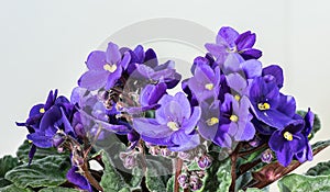 Saintpaulia ionantha. Blue African violet bloom and green leaf. Blooming floral pot, light background.