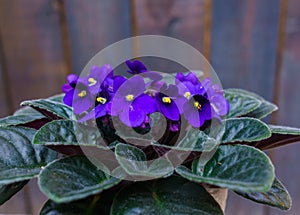 Saintpaulia,Purple African violet in a flowerpot on the background of wood planks